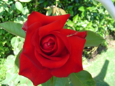 normal_Dsc03842.jpg