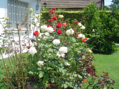 normal_Dsc03848.jpg