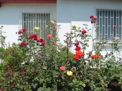 normal_Dsc03851.jpg