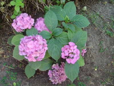 normal_Dsc03854.jpg
