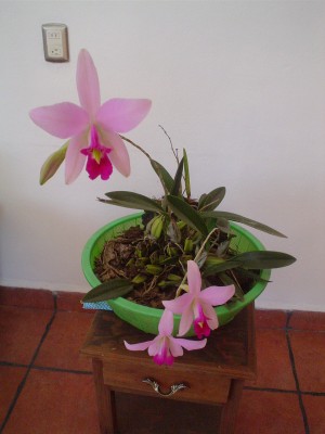 normal_DSC04068.JPG