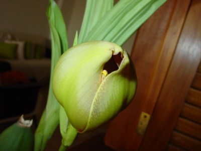 normal_DSC04510.JPG