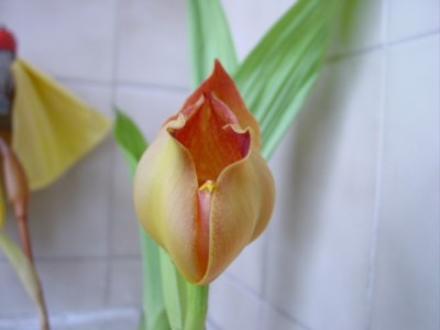 normal_DSC04520.JPG