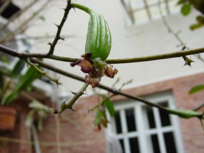 normal_DSC04527.JPG