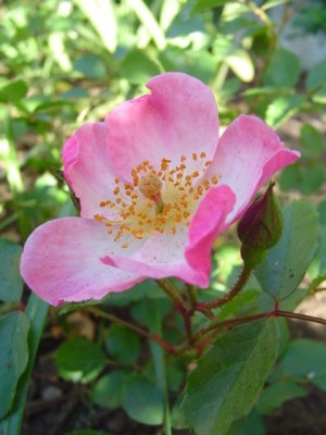 normal_Dsc07098.jpg