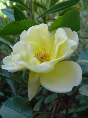 normal_Dsc07109.jpg