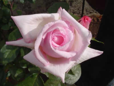 normal_DSC07235.JPG
