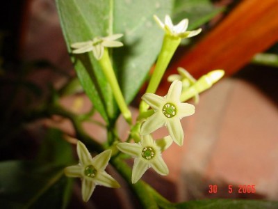 normal_DSC08860s.JPG