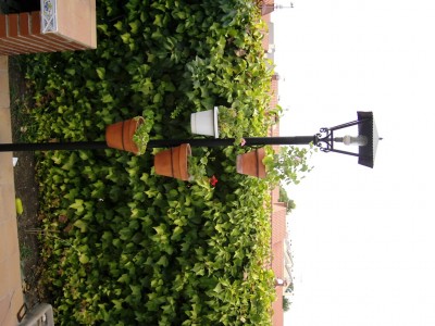 normal_DSCI0001.JPG