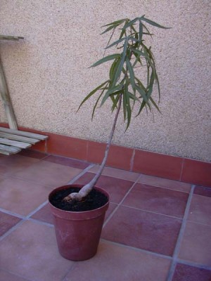 normal_DSCN0165.JPG