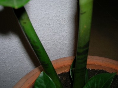 normal_DSCN0424.JPG