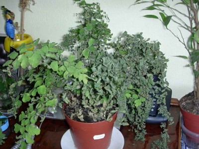 normal_DSCN4523_2culantro.jpg