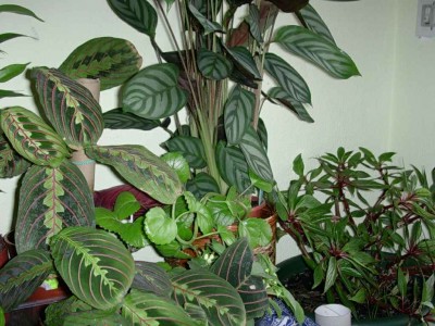 normal_Dscn4633maranta.JPG