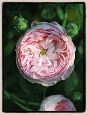 normal_duchesse%20de%20montebello.jpg