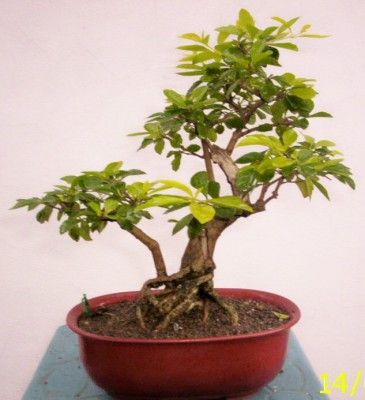 normal_duranta%2014-04-06.jpg