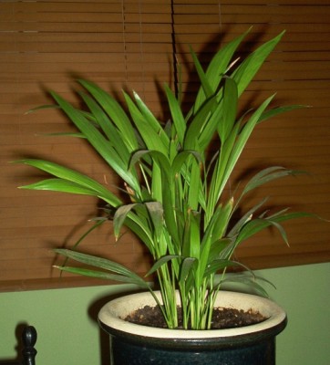 normal_Dypsis.jpg