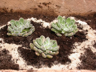 normal_Echeverias~0.jpg