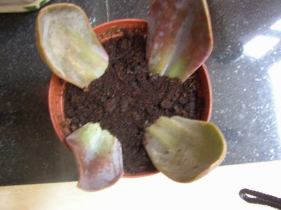 normal_echeverias2.jpg