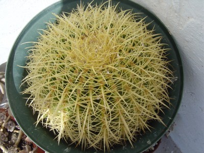 normal_Echinocactus%20grusonii.JPG