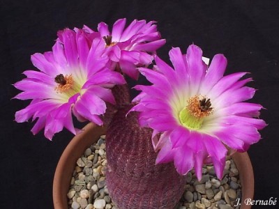 normal_Echinocereus%20rigidissimus%20v.%20rubrispinus,.JPG