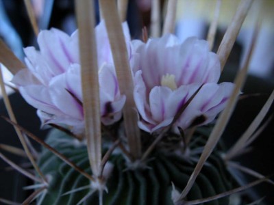 normal_echinof2flor.jpg