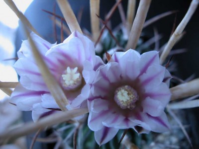 normal_echinof2flor2.jpg