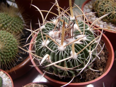 normal_ECHINOFOSSULOCACTUS2.jpg
