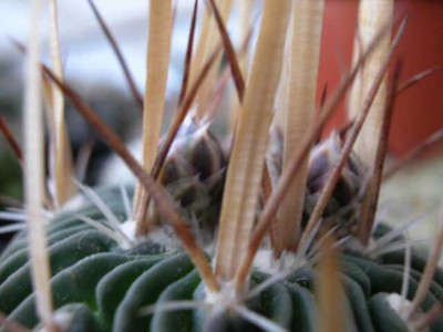 normal_echinofussulo.jpg