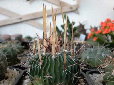 normal_echinofussulo2.jpg