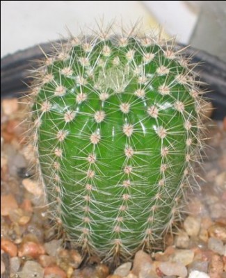 normal_Echinopsis%20%28hijo%29.jpg
