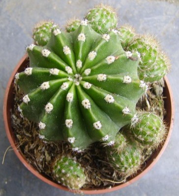 normal_echinopsis%202.JPG