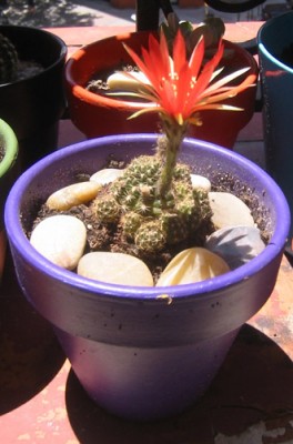 normal_Echinopsis%20arachnacantha_05_05.jpg