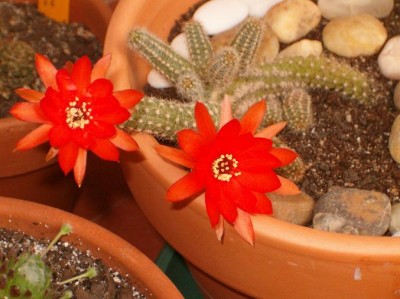 normal_Echinopsis%20Chamaecereus%2010.05.05%20%281%29.JPG