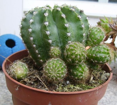 normal_echinopsis%7E0.JPG