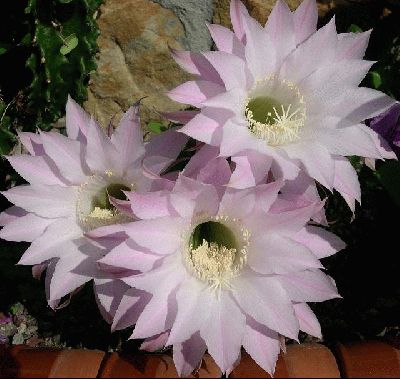 normal_Echinopsis8.JPG
