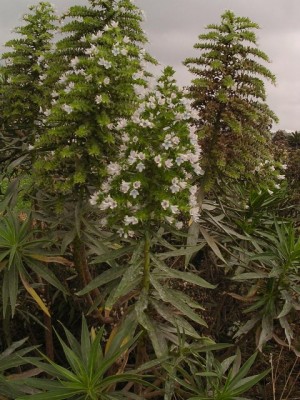 normal_Echium%20decaisnei.jpg