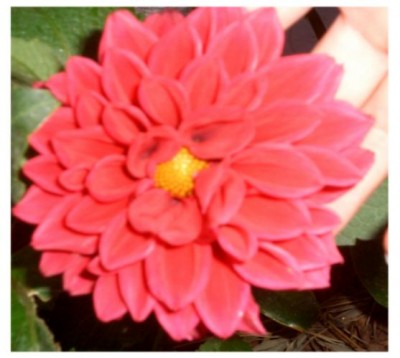 normal_edit-dalia02-02.JPG