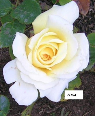 normal_ELINA%20FLOR.jpg