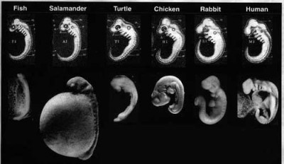 normal_embriones1.jpg