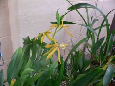 normal_encyclia%20cochleanthes.jpg