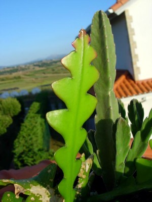 normal_epiphyllum%20sp.jpg