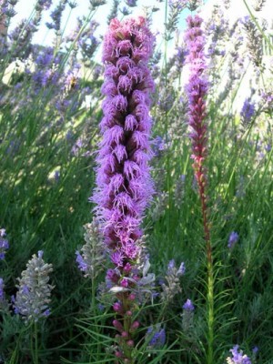normal_Eremurus.jpg