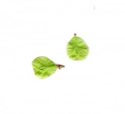 normal_Escanear0005.jpg