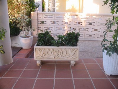 normal_Esq%20Kalanchoe%201%20a%F1o.JPG