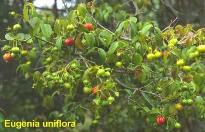 normal_eugenia-uniflora_1.jpg