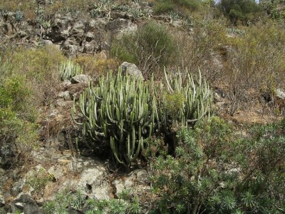 normal_Euphorbia%20canariensis.jpg