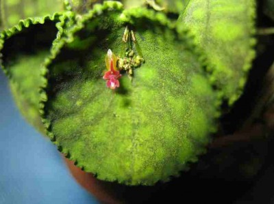 normal_expo3%20lepanthes.JPG