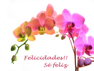 normal_felicidades.jpg
