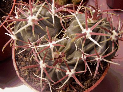 normal_FEROCACTUS%20LATISPINUS.jpg