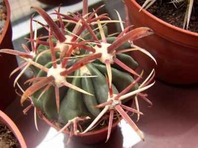 normal_FEROCACTUS%20LATISPINUS3jpg.jpg